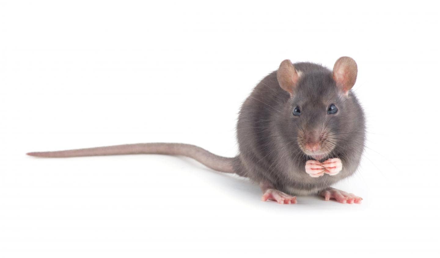 rotter i huset - forebyg skader fra rotter - læs den gode artikel om at undgå rotter