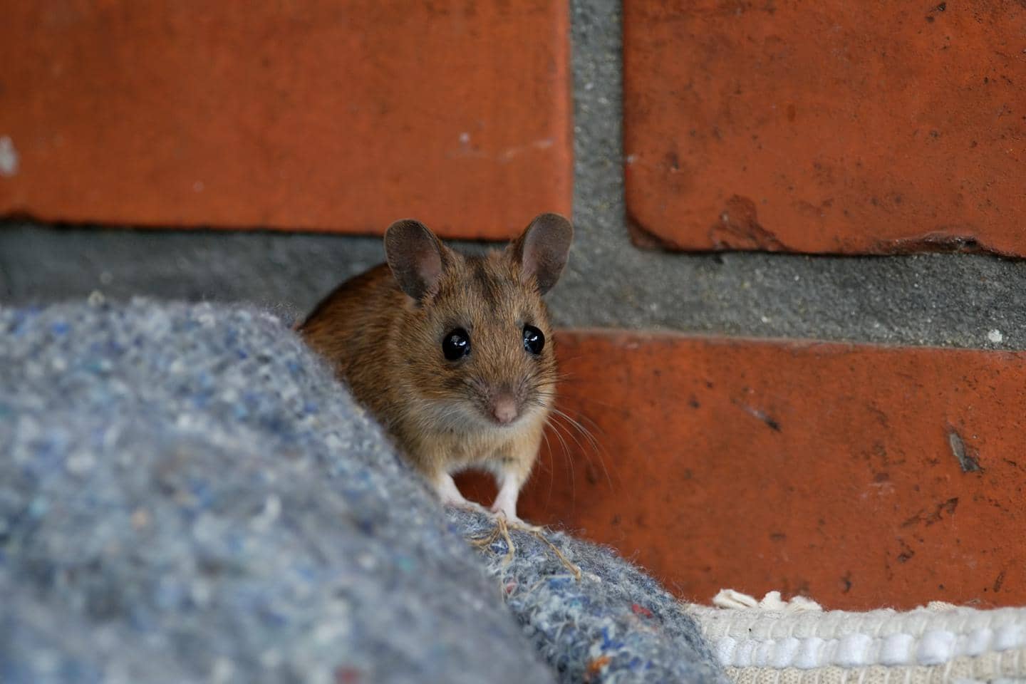 Sådan opdager du rotter - få bugt med rotterne i huset